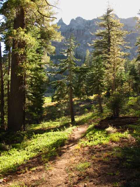 Meadows North of Reynolds Peak bring some cover and cool